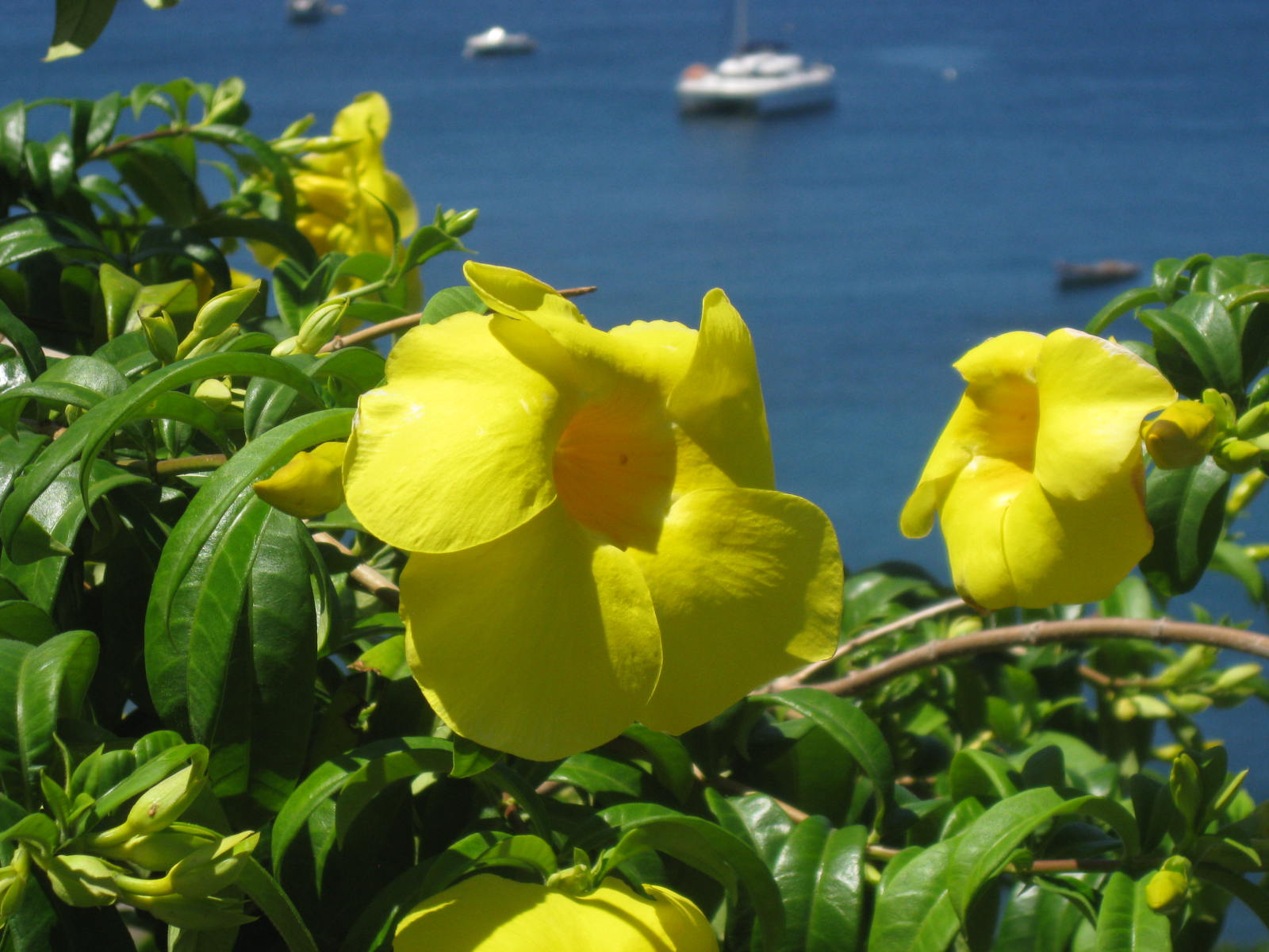 Martinique Saint Pierre (the town) IT'S A DOGS LIFE