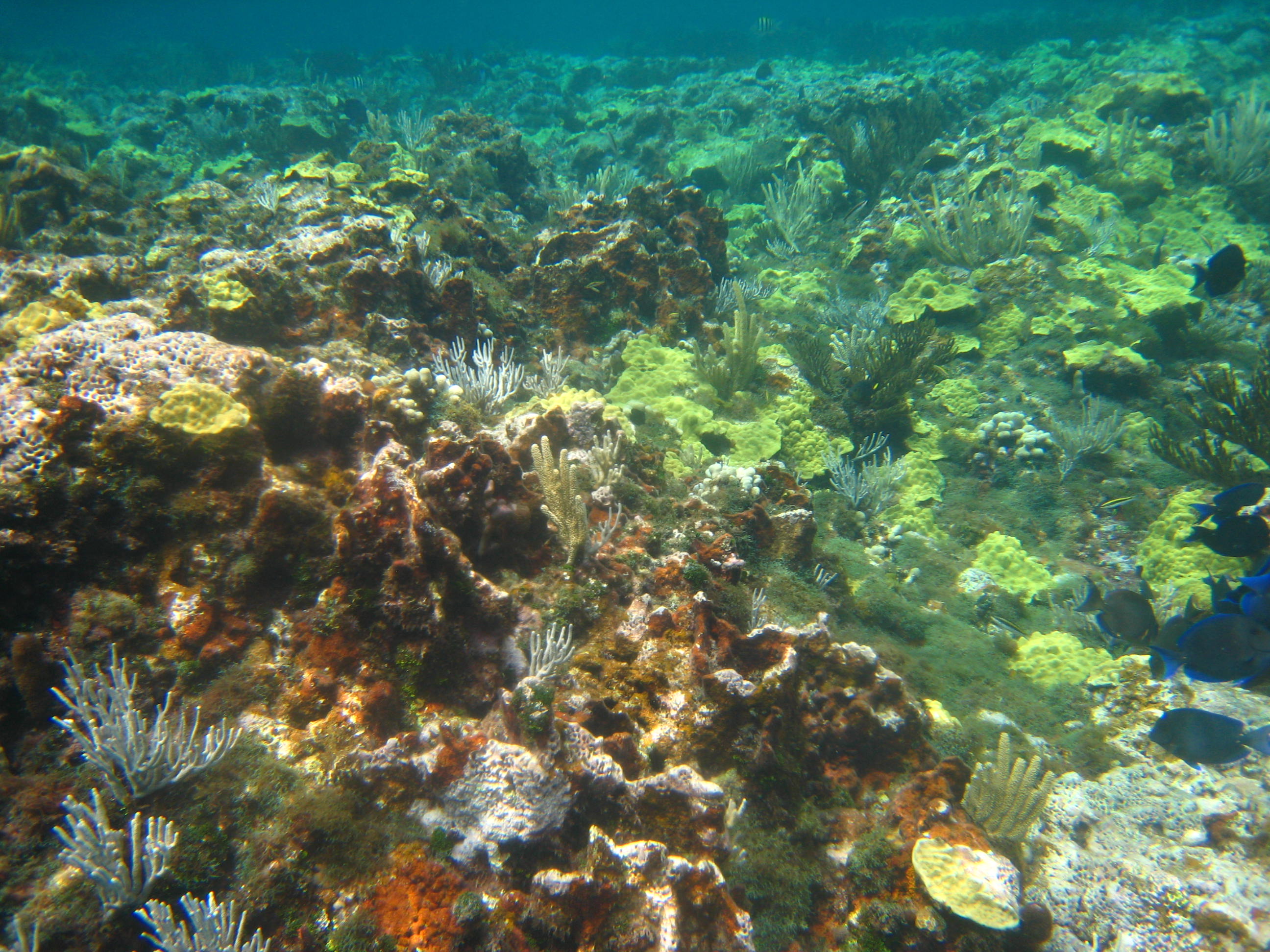 reef cay fowl abacos marine stop another park stunning condition